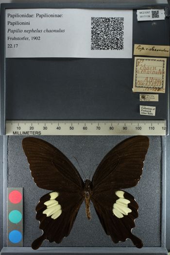 Media type: image;   Entomology 171138